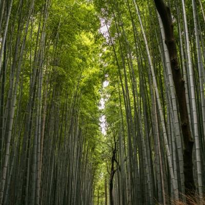 崩坏西游果盘贵族版下载
